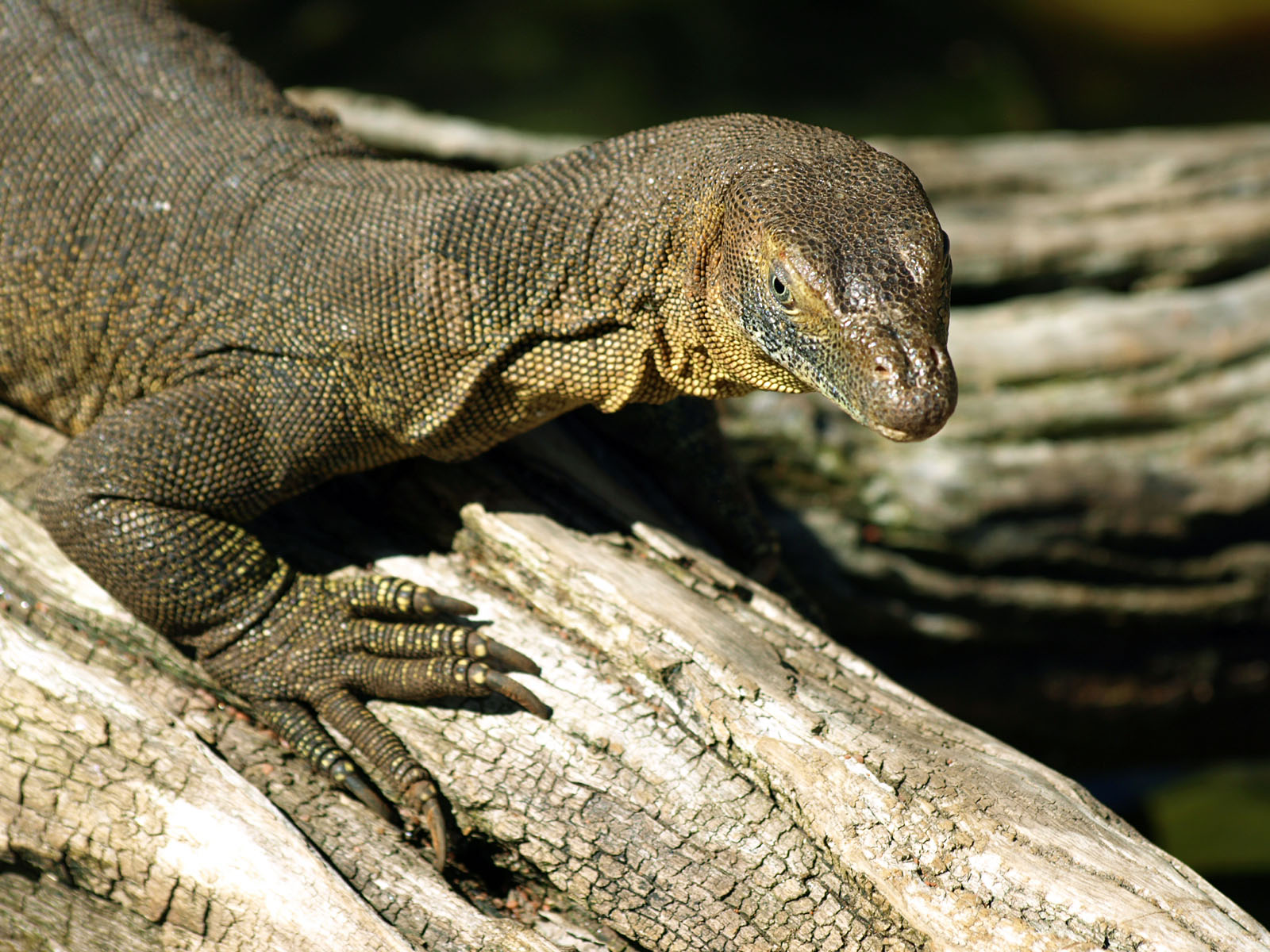 Merten's Water monitor