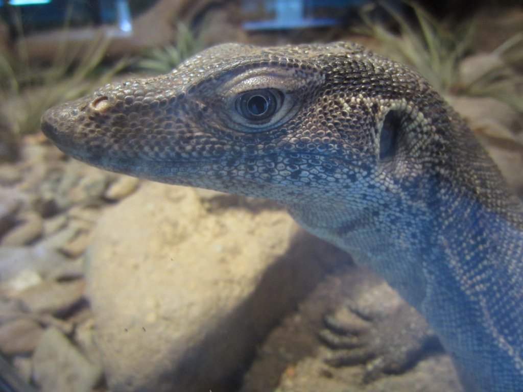 Merten's Water Monitor