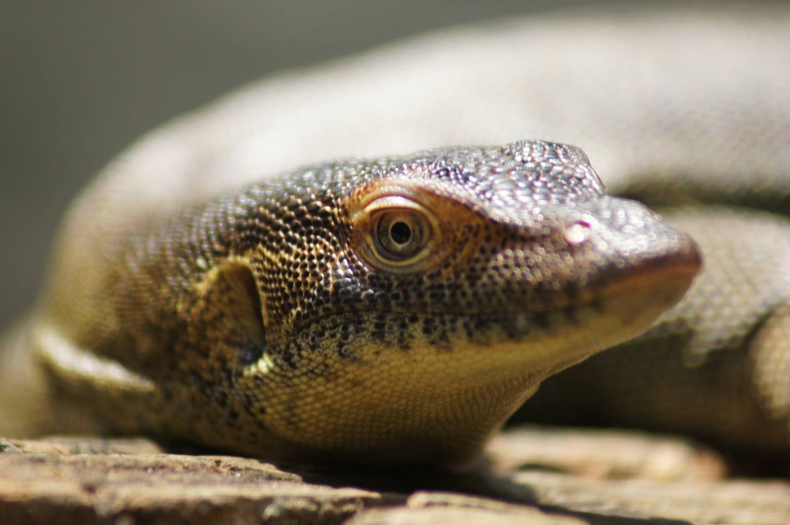 Mertens' water monitor