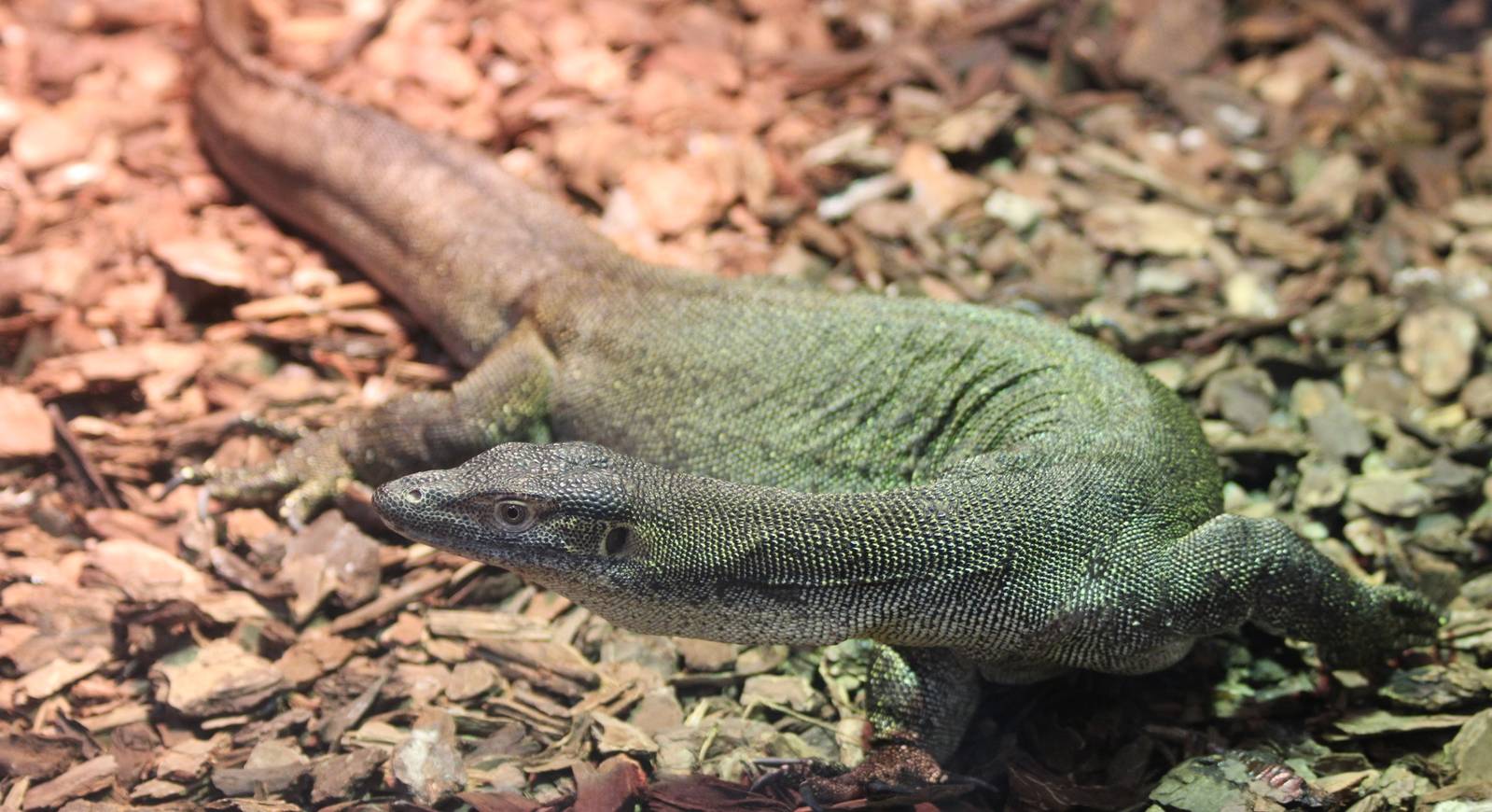 Mertens Water Monitor