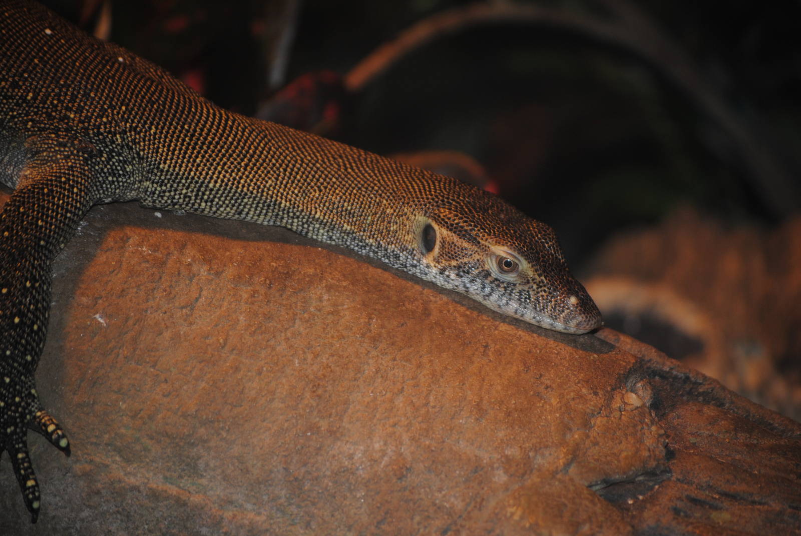 Merten's Water Monitor