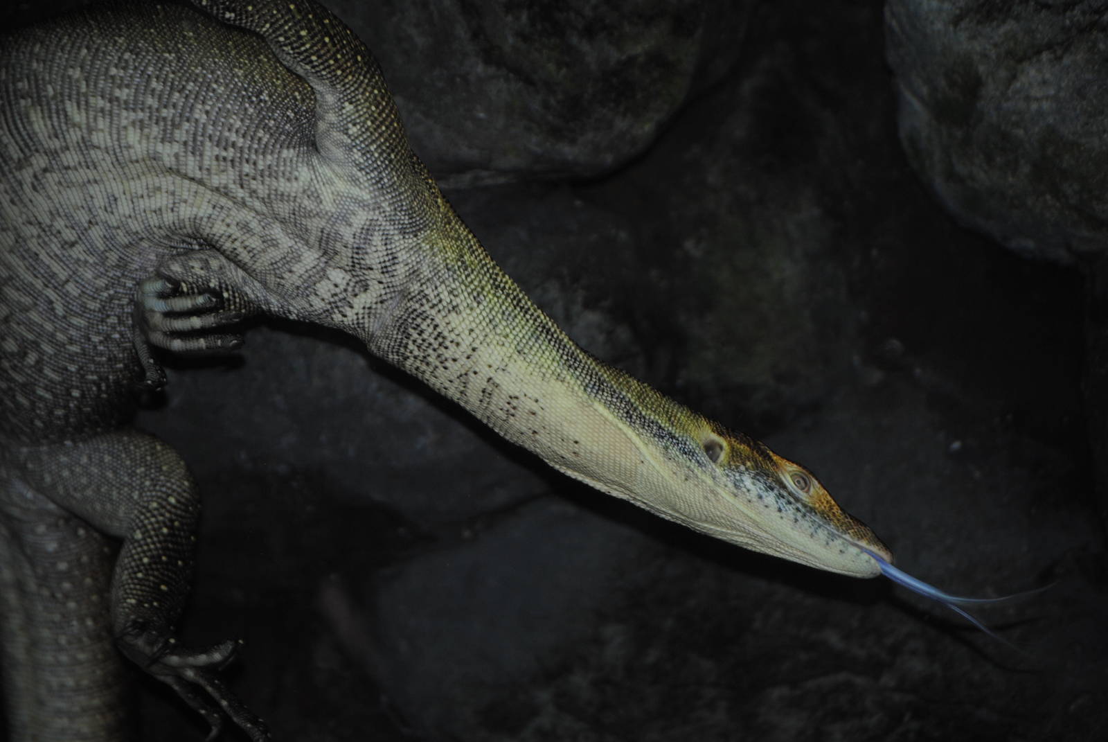 Merten's Water Monitor