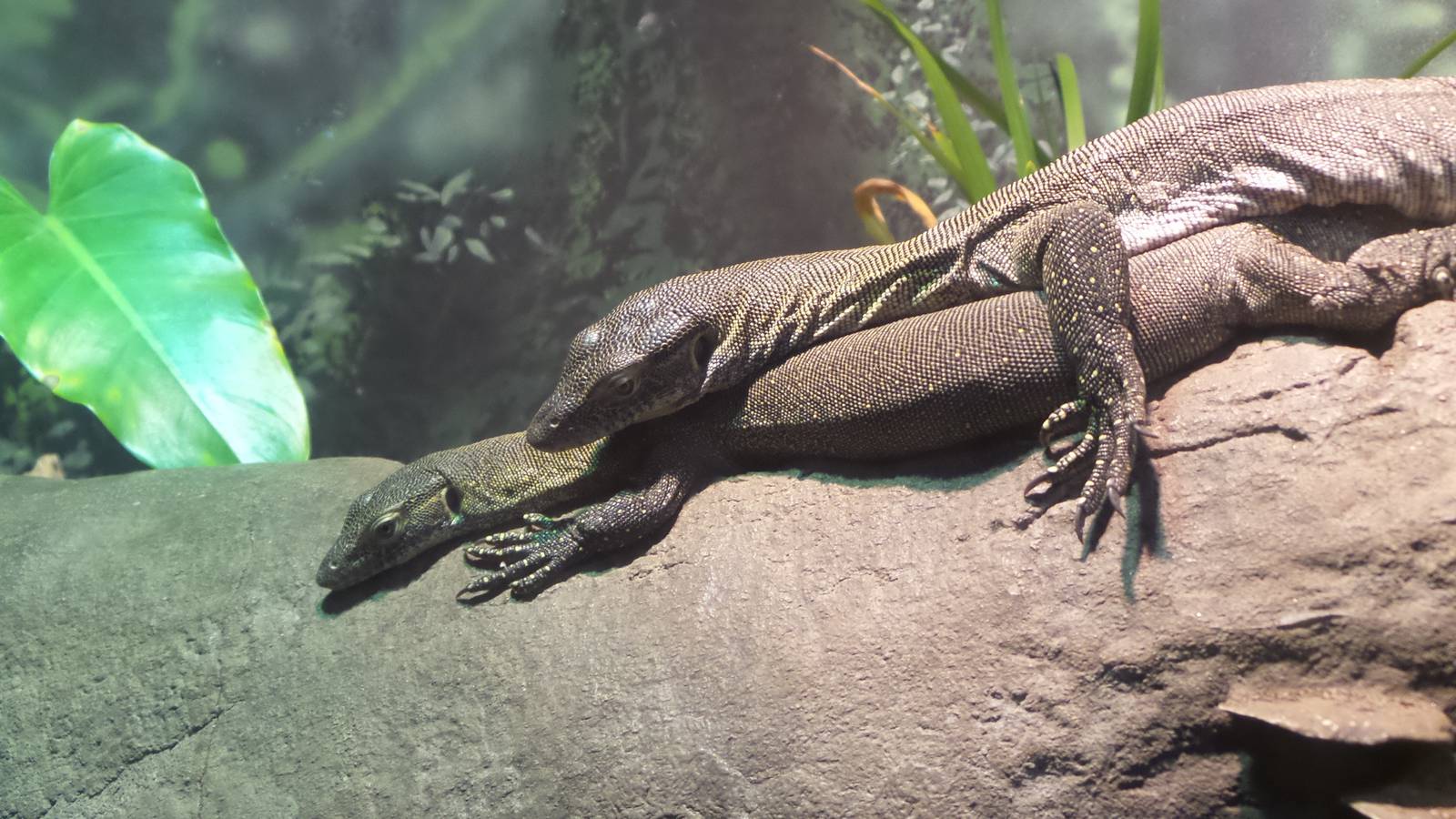 Merten's Water Monitor