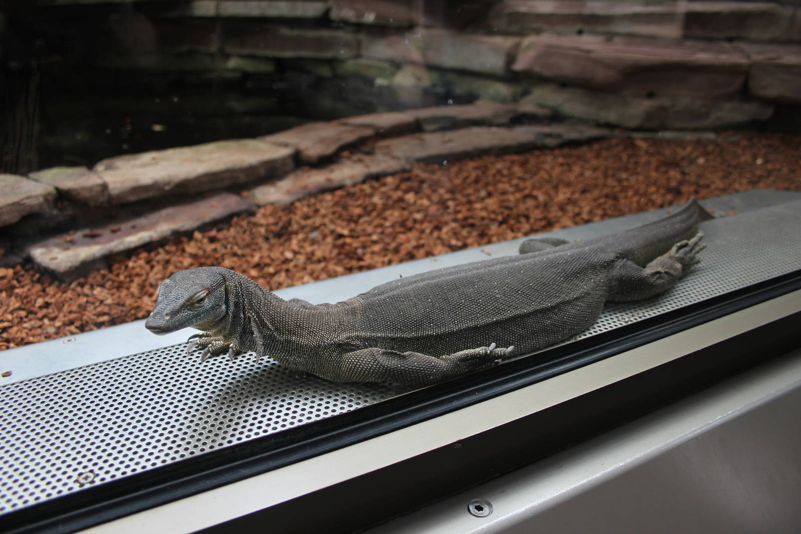 Merten's water monitor