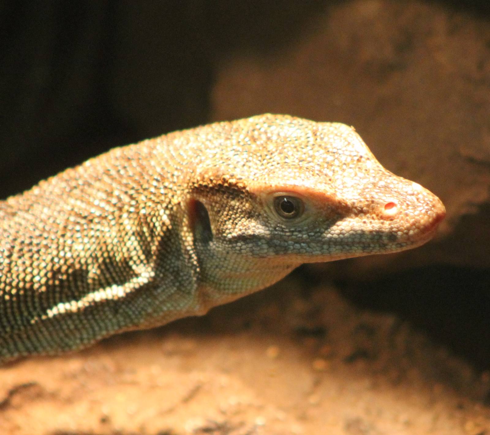 Mertens water monitor