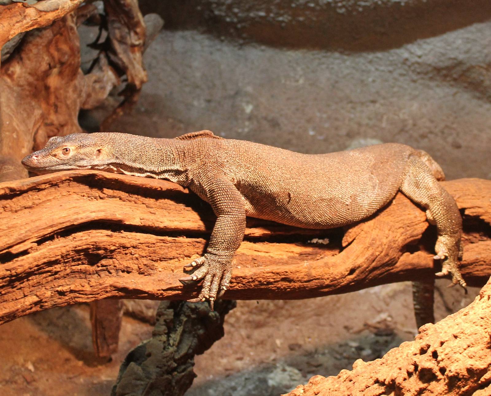 Merten's water monitor