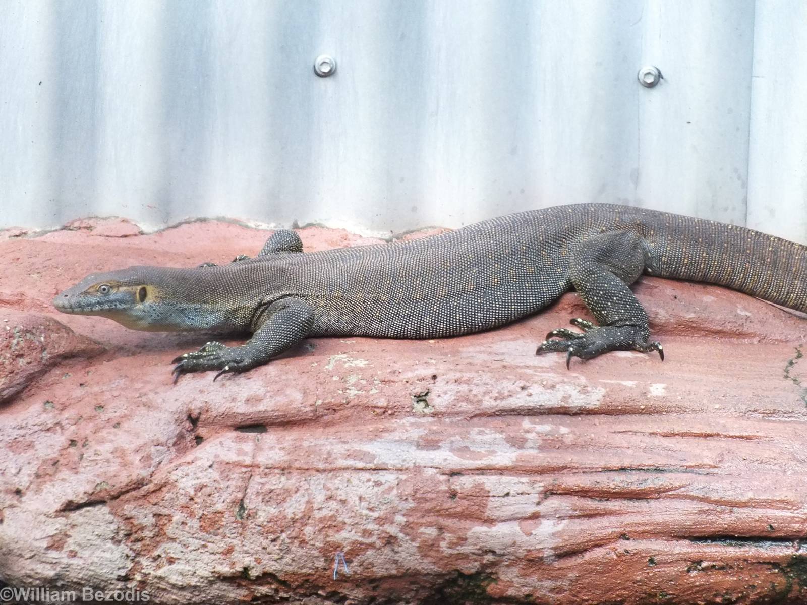 Merten's Water Monitor