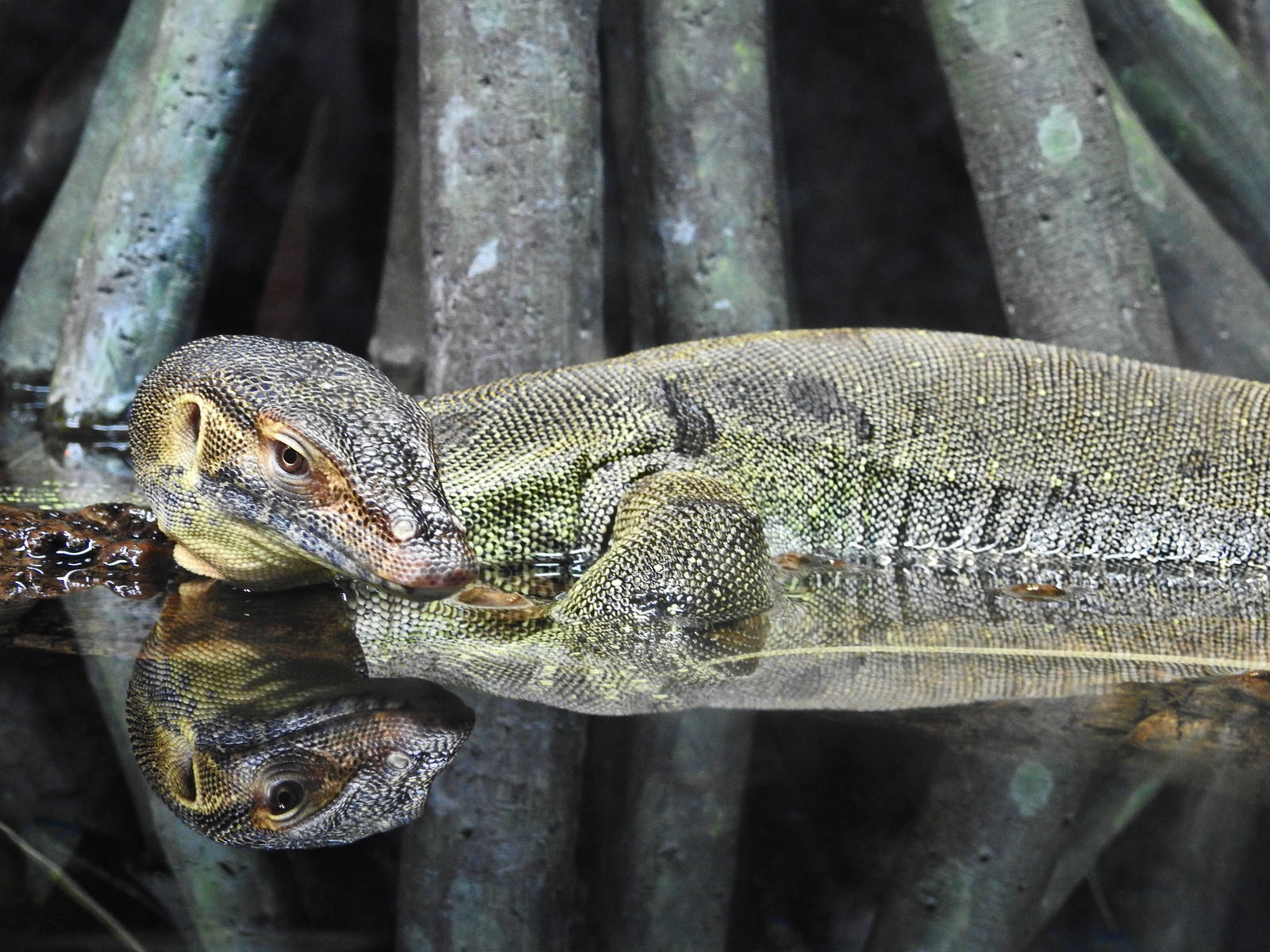 Merten's Water Monitor