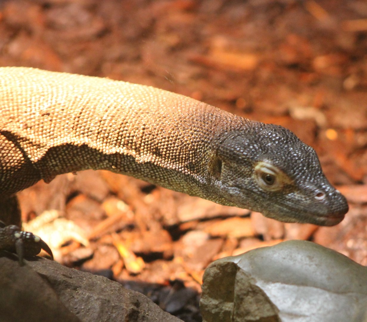 Merten's water monitor