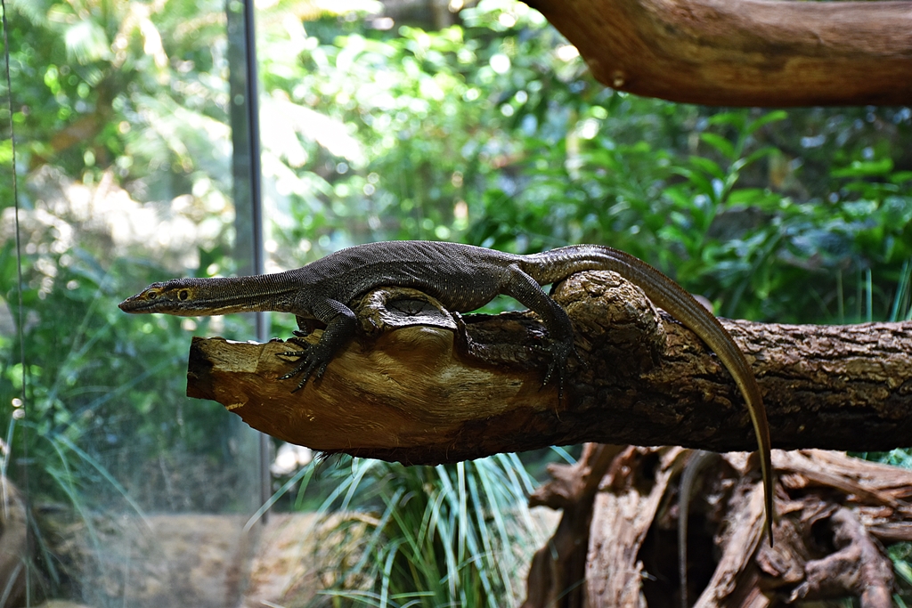 Mertens' water monitor