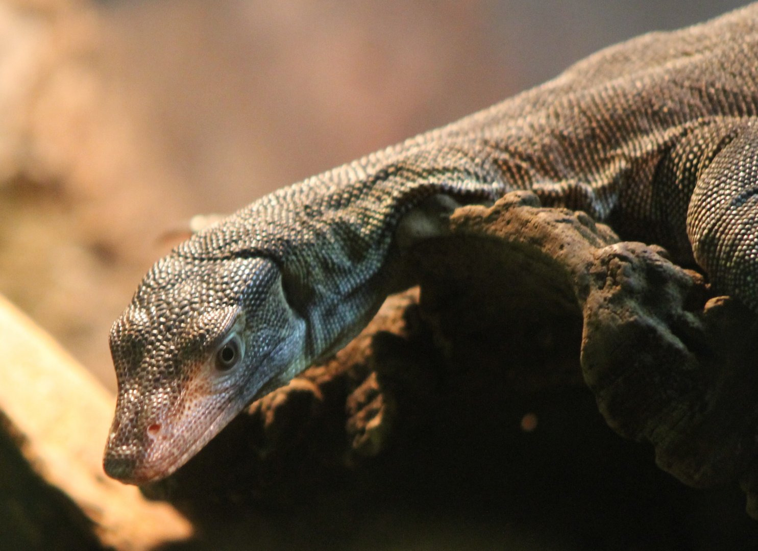 Merten's water-monitor