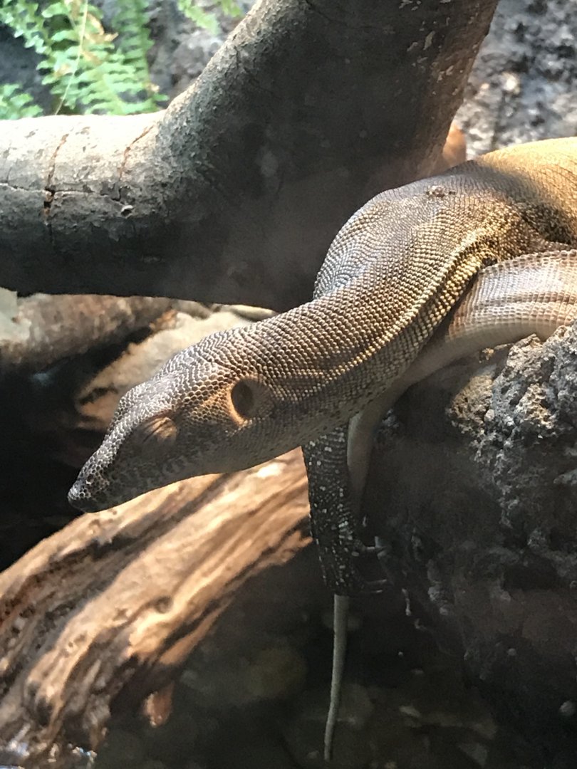 Mertens' water monitor