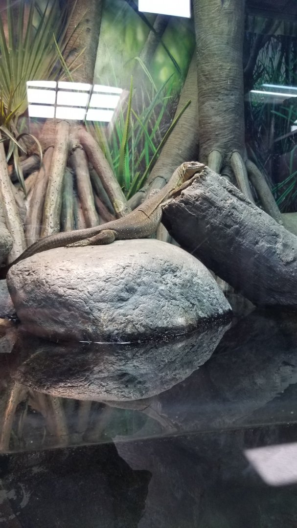 Mertens' Water Monitor