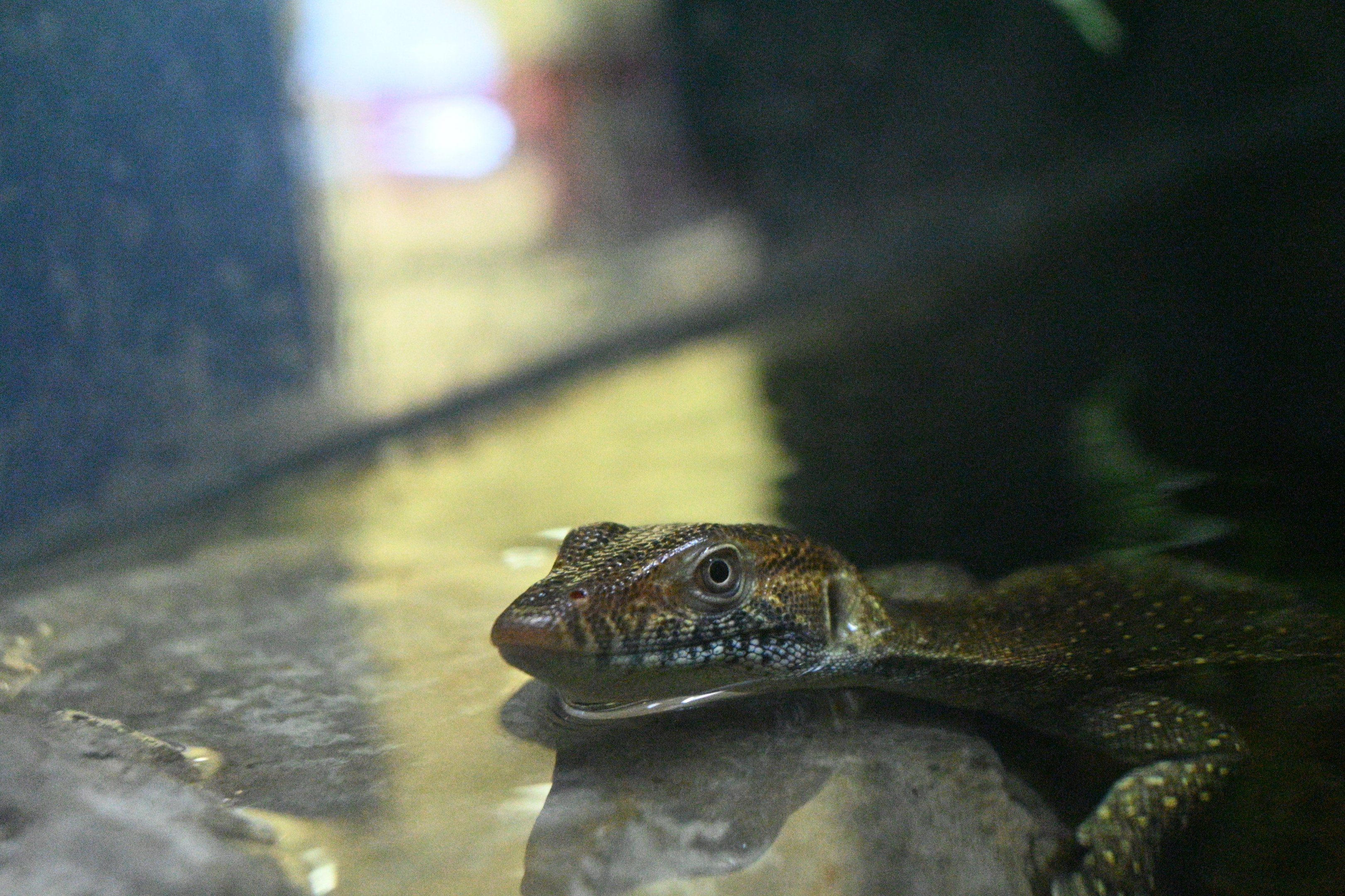 Merten’s Water Monitor