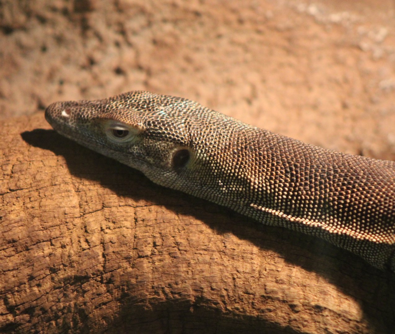 Merten's water monitor