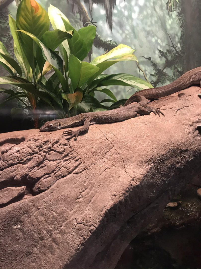 Mertens water monitor