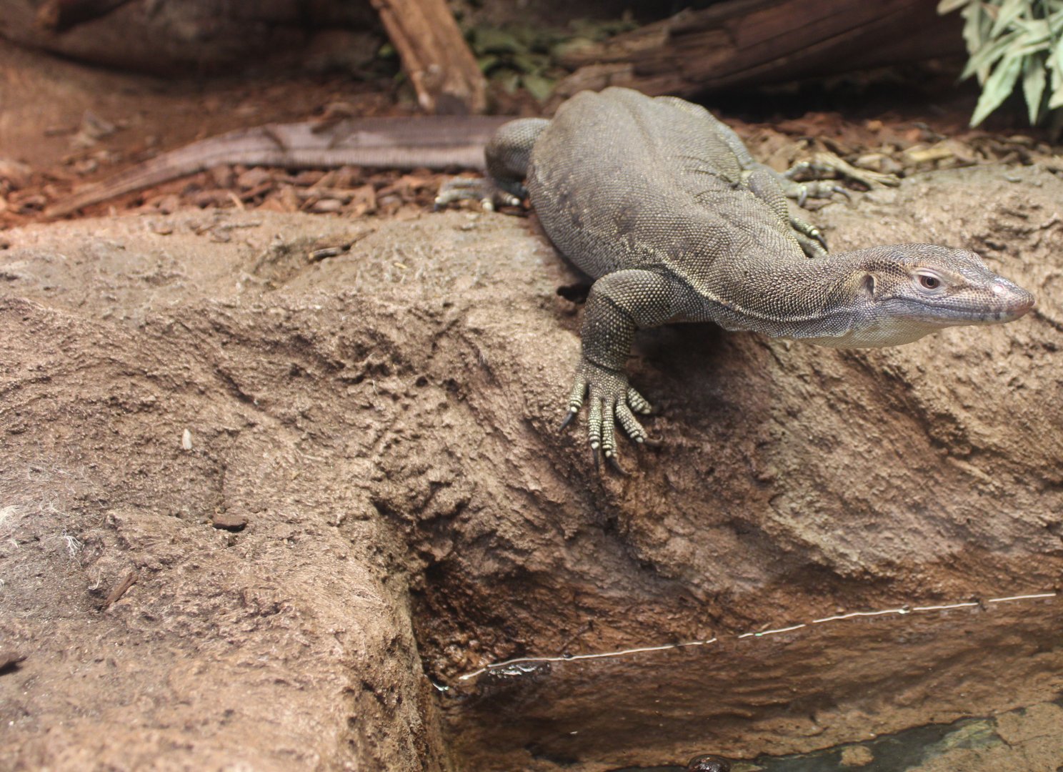 Merten's water-monitor