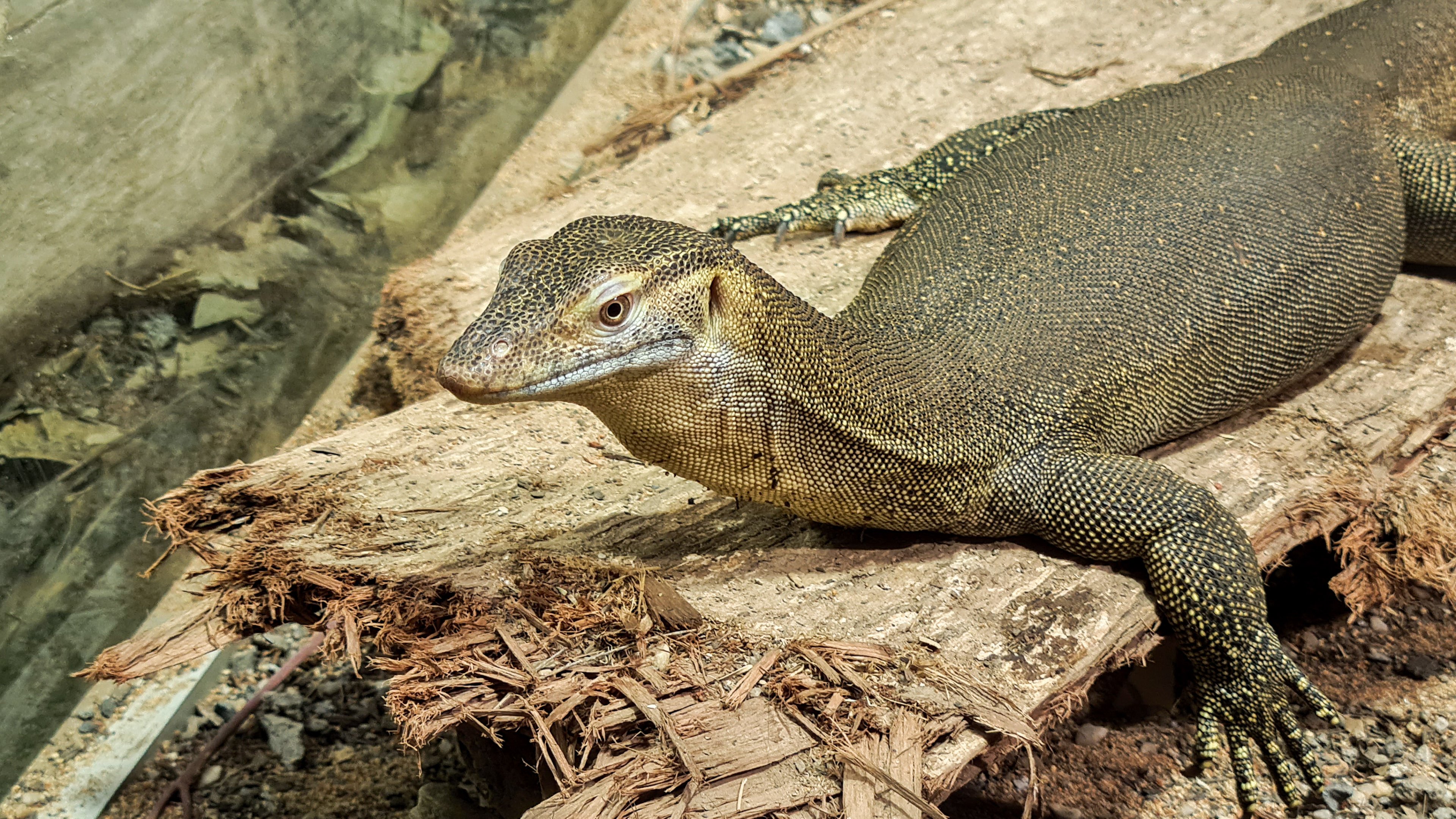 Merten's water monitor