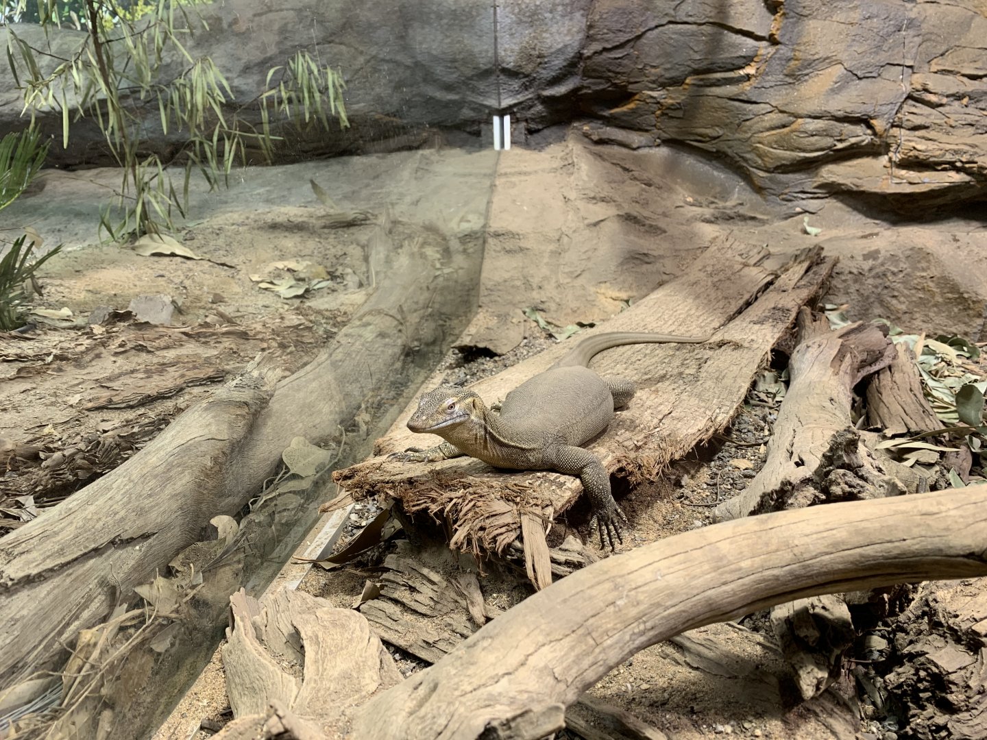 Merten's Water Monitor
