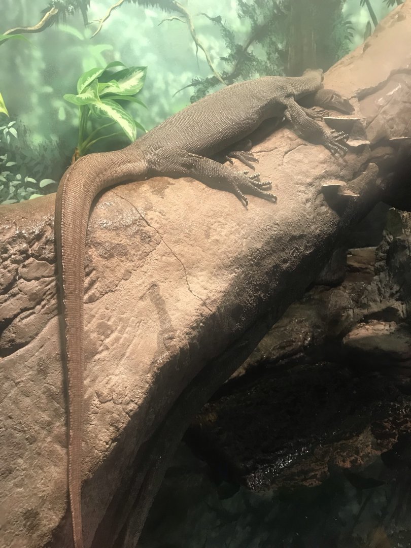 Mertens’ water monitor