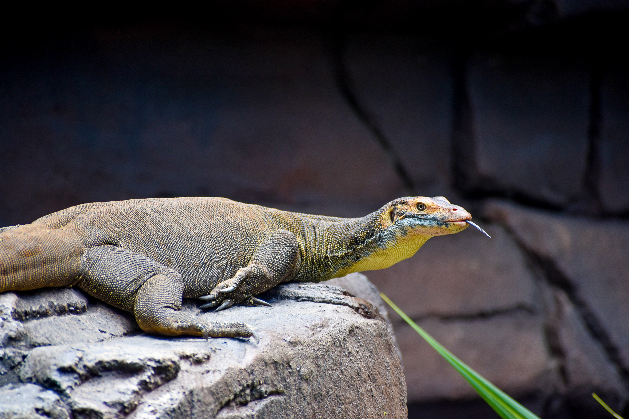 Merten's Water Monitor