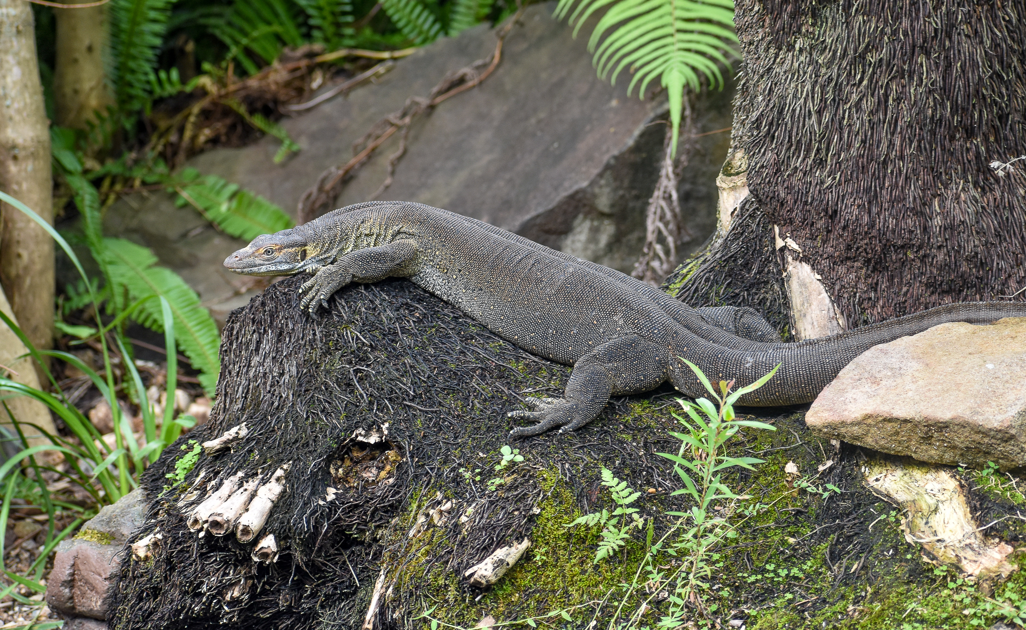 Merten's Water Monitor
