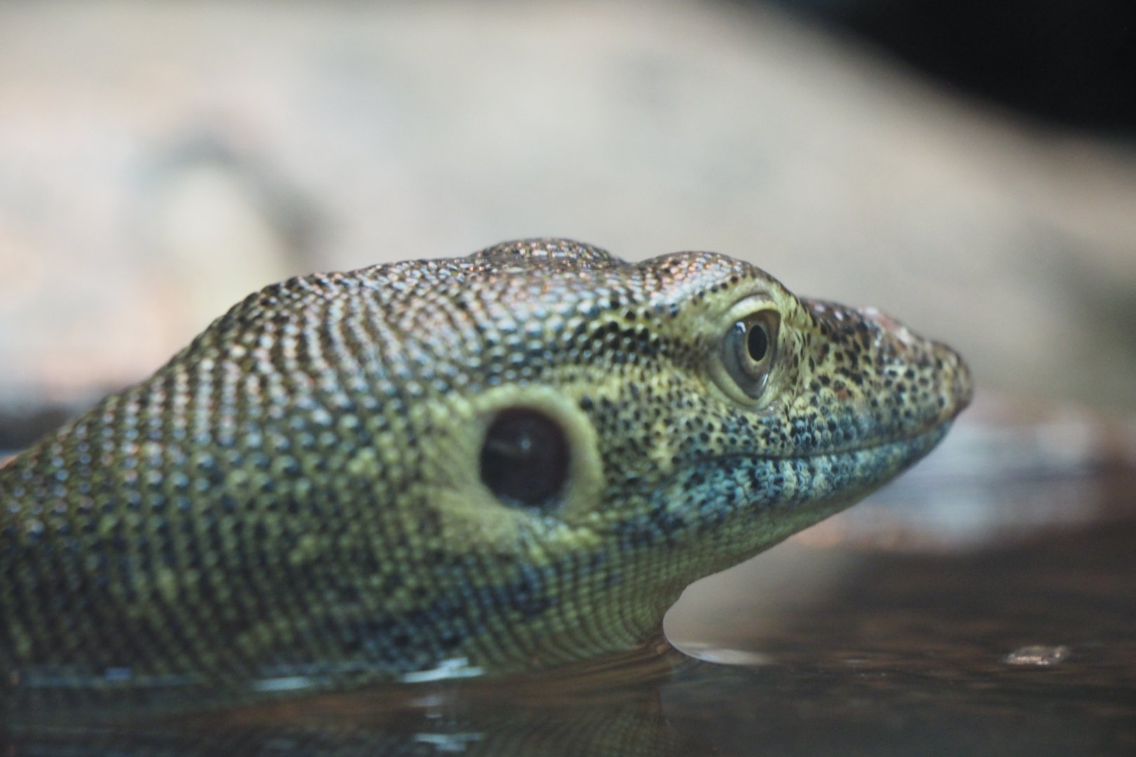 Merten's water monitor