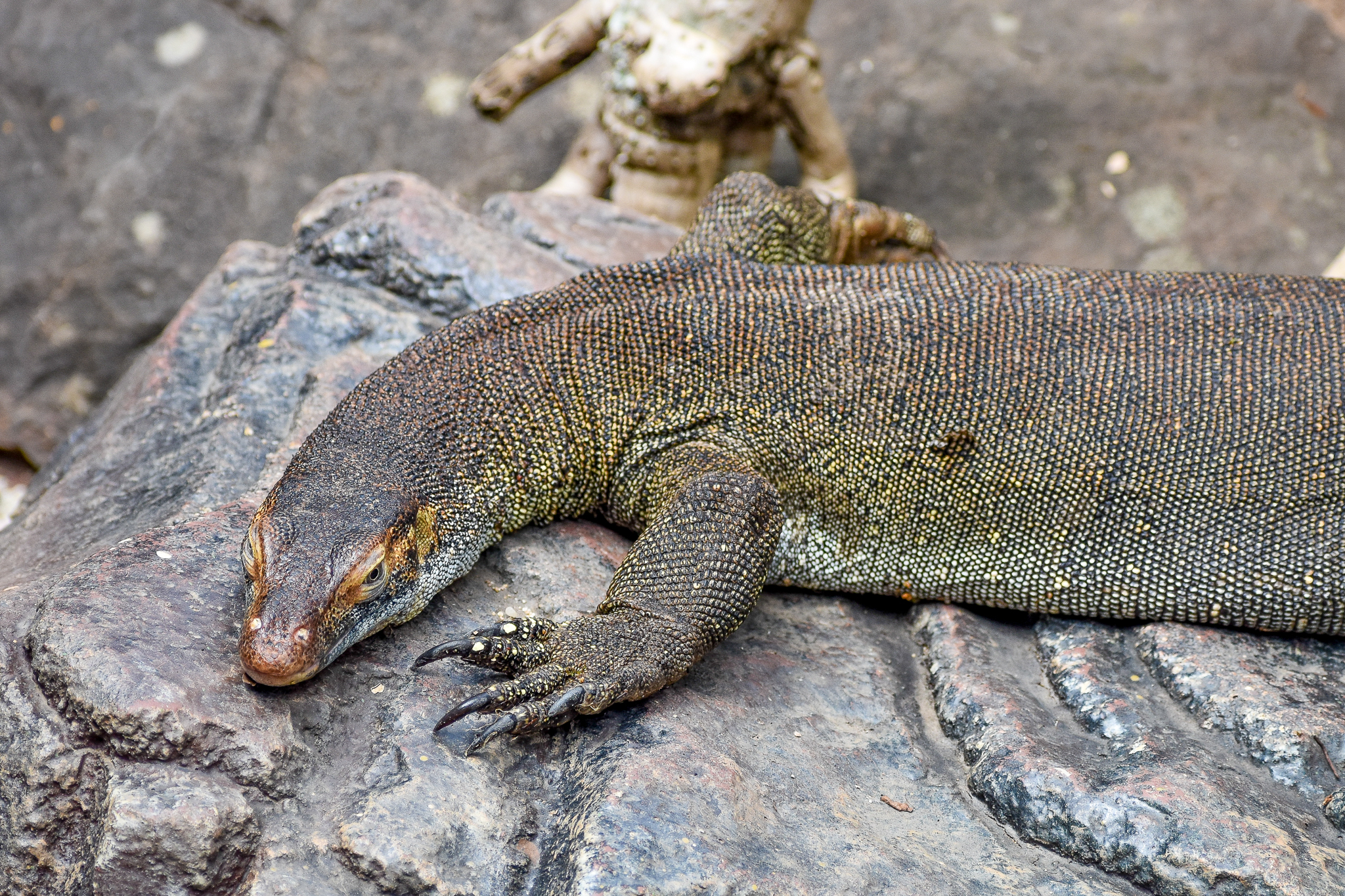 Merten's Water Monitor