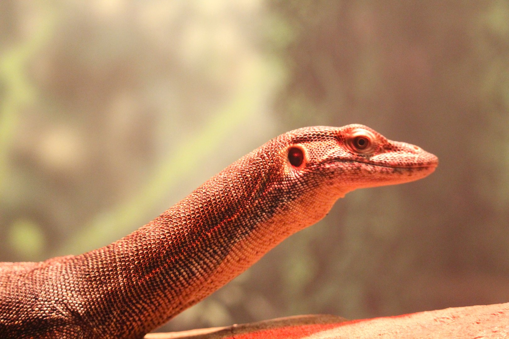 Mertens' Water Monitor