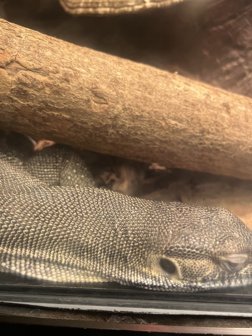Mertens’ Water Monitor