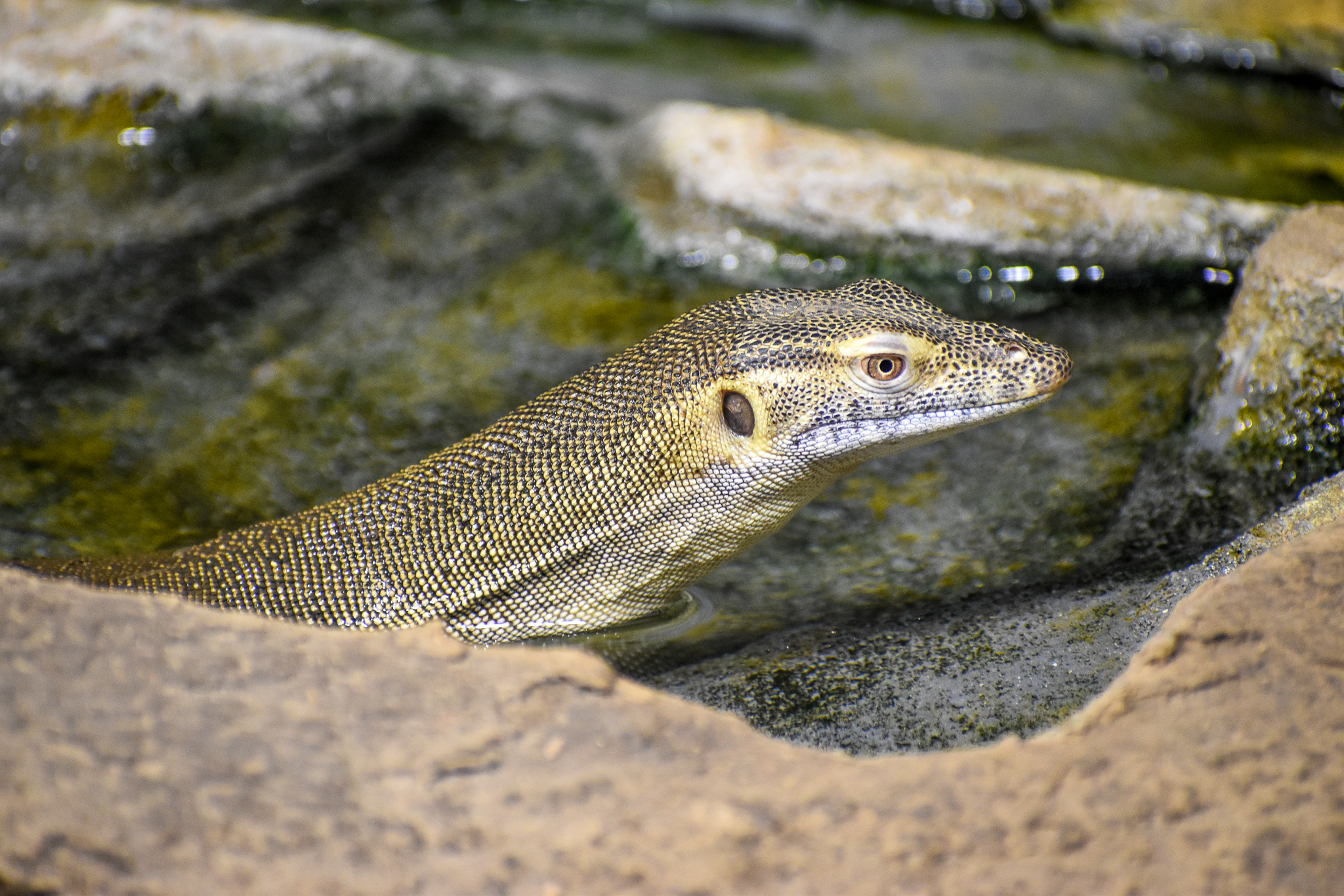 Merten's Water Monitor