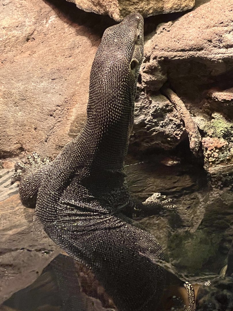 Mertens’ water monitor