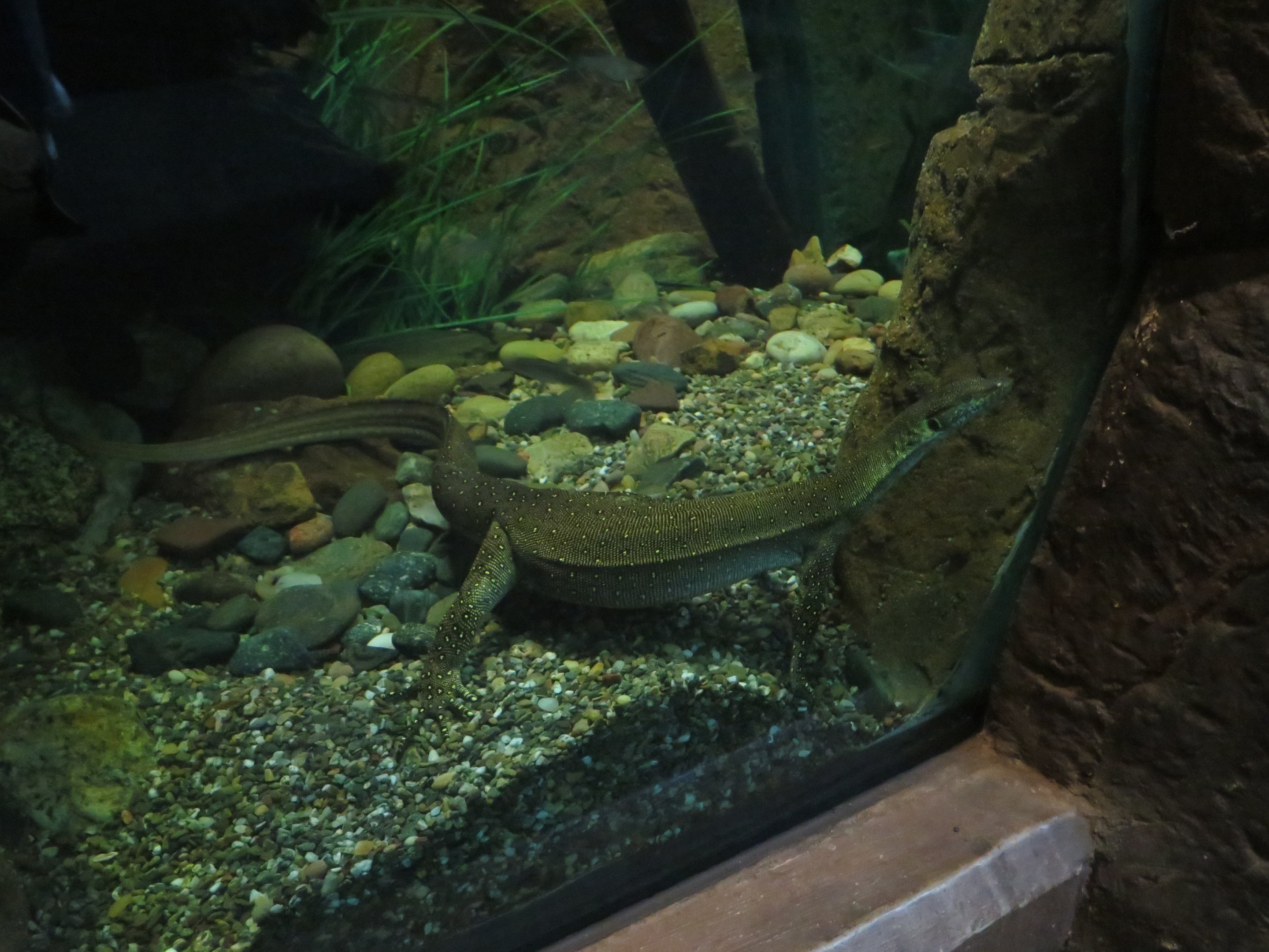 Mertens' Water Monitor