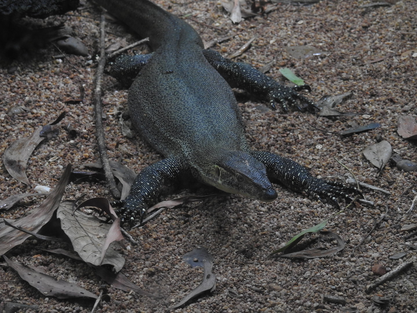 Merten's Water-Monitor