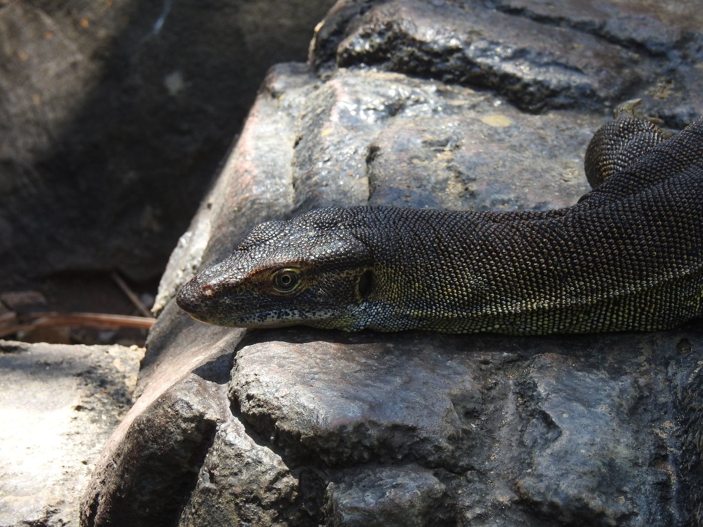 Merten's Water-Monitor
