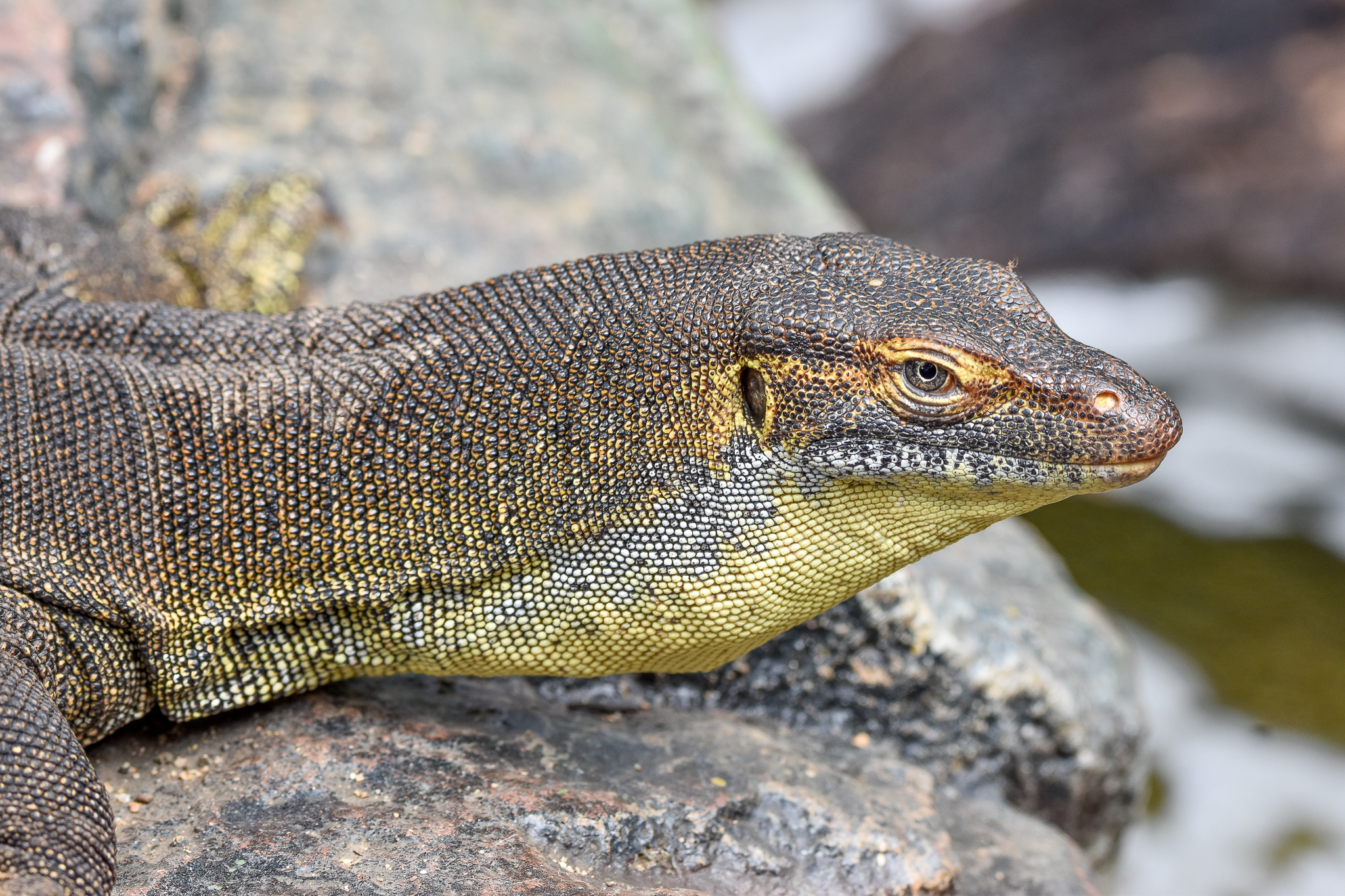 Merten's Water Monitor