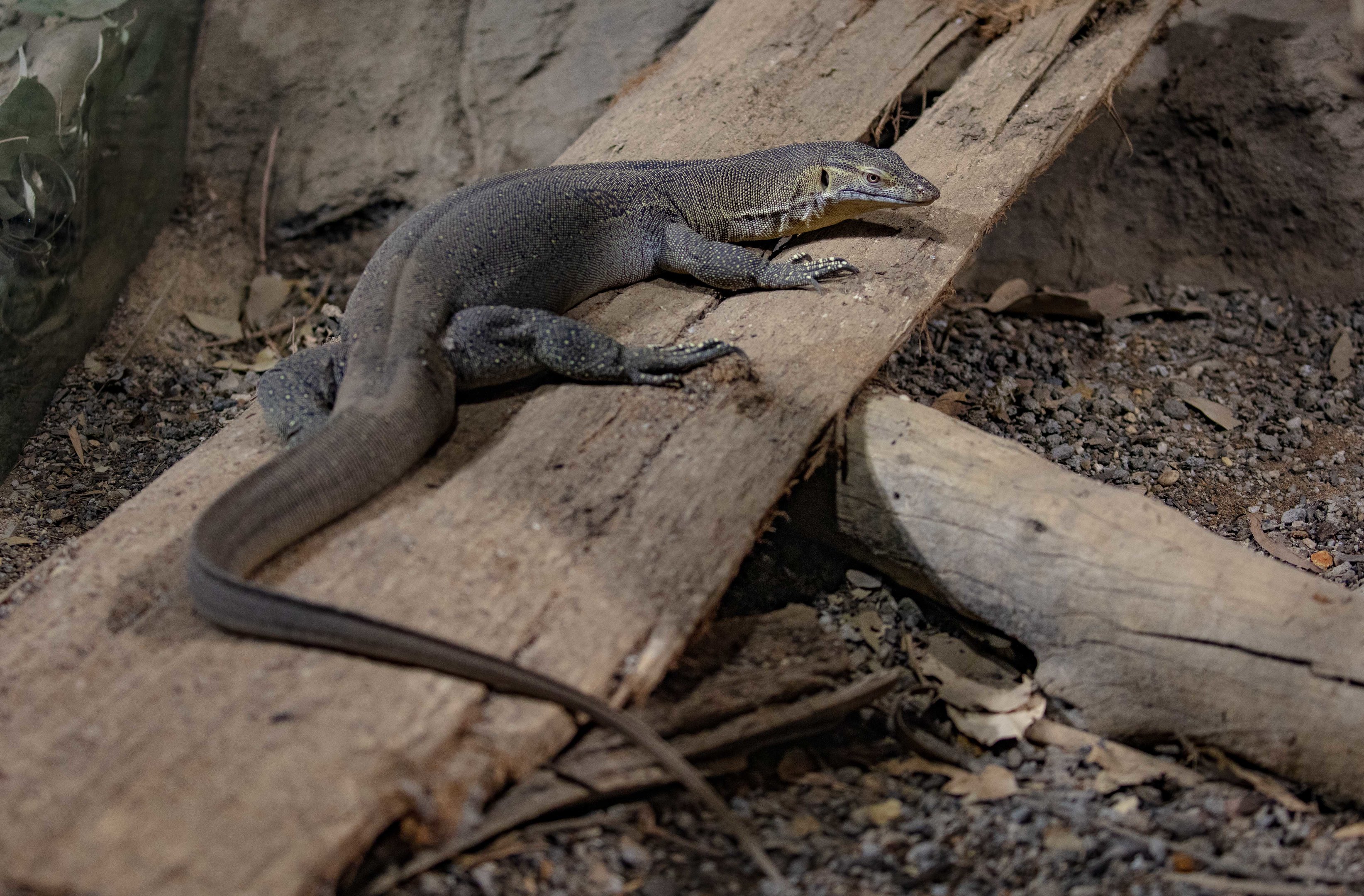 Merten's Water Monitor