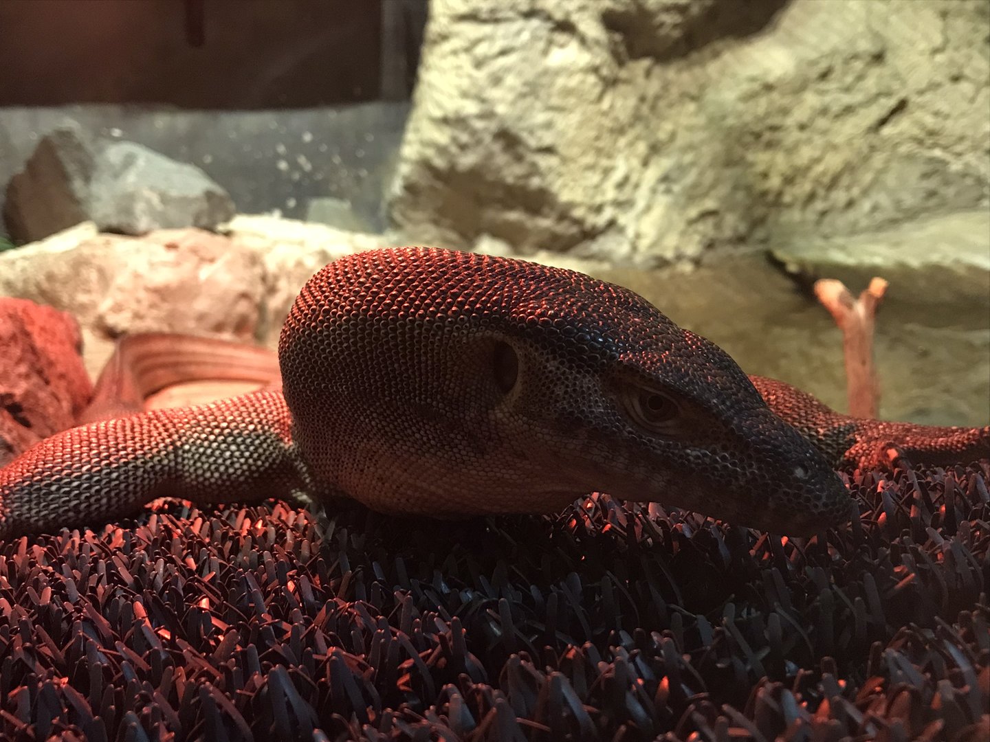 Merten’s Water Monitor