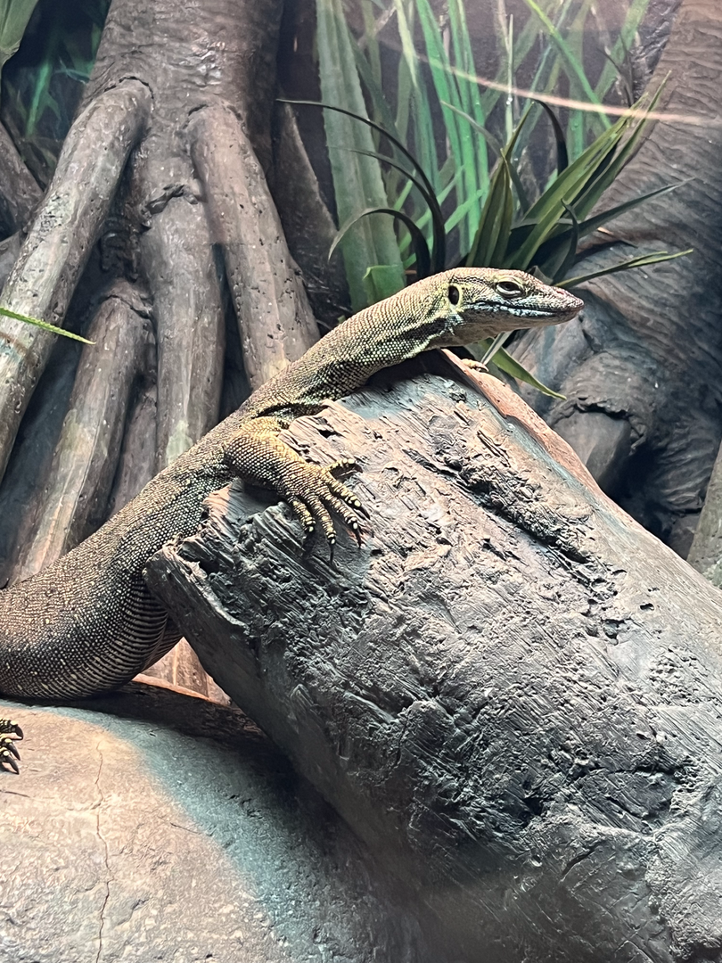 Mertens' water monitor