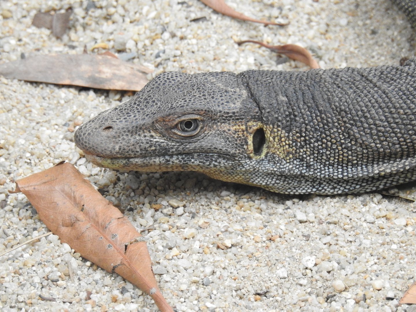 Merten's Water-Monitor