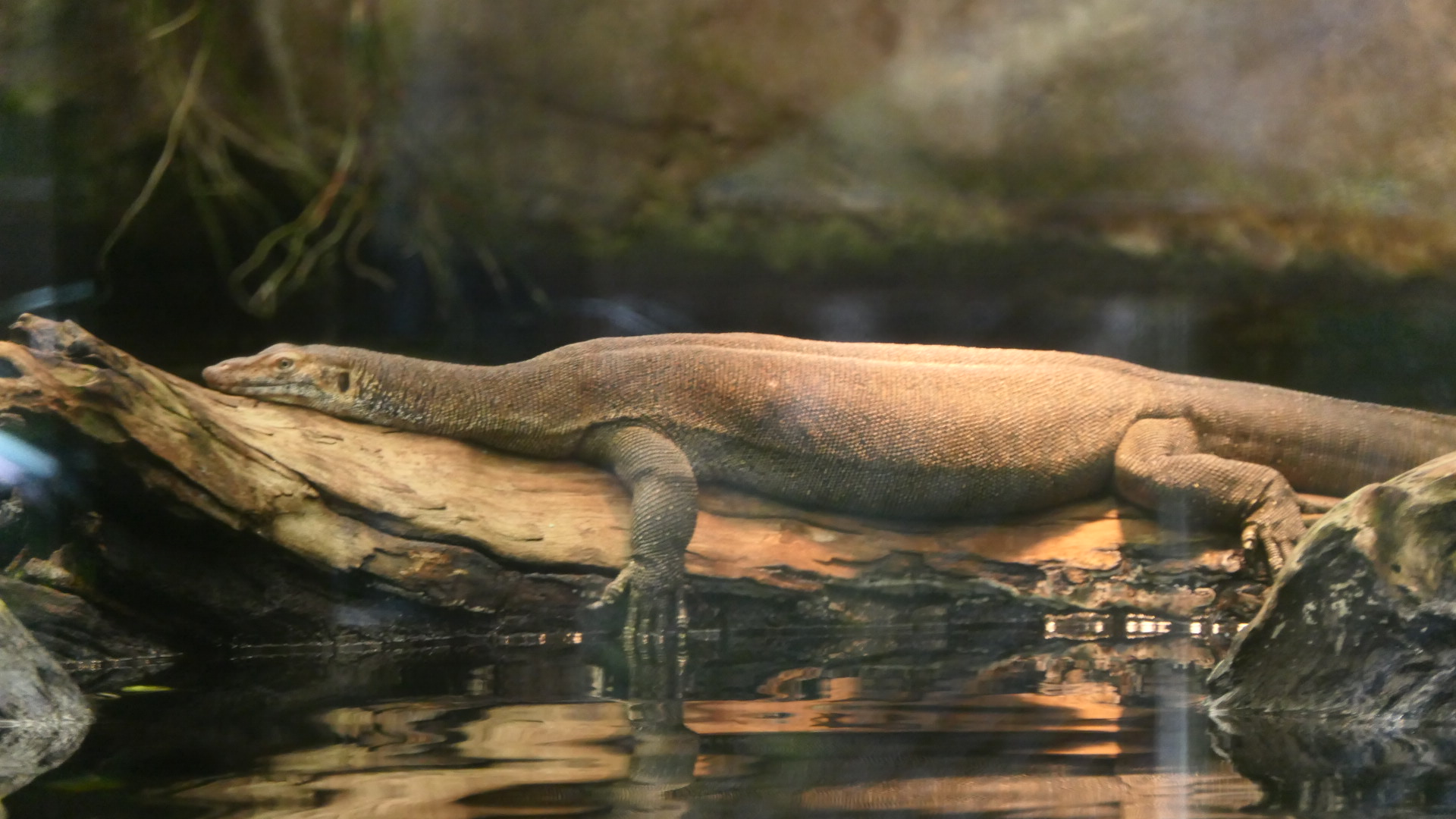 Merten's Water Monitor