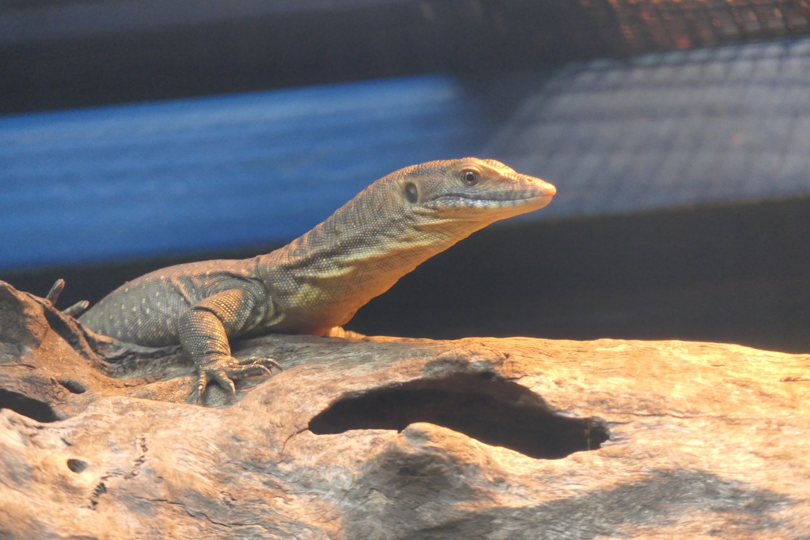 Merten's Water Monitor