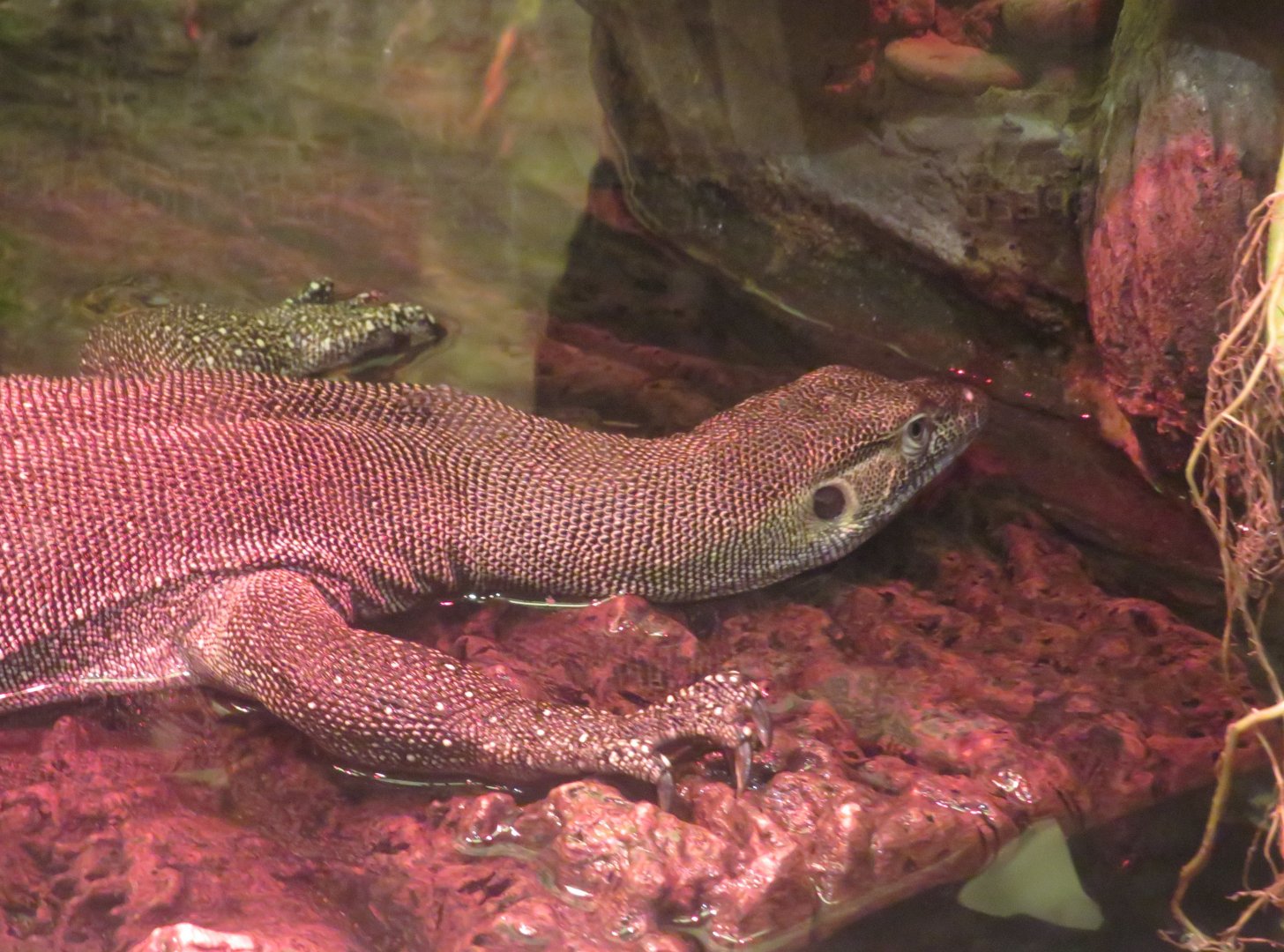 Merten's water monitor