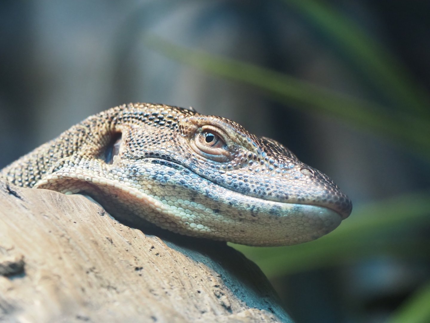 Merten's Water Monitor