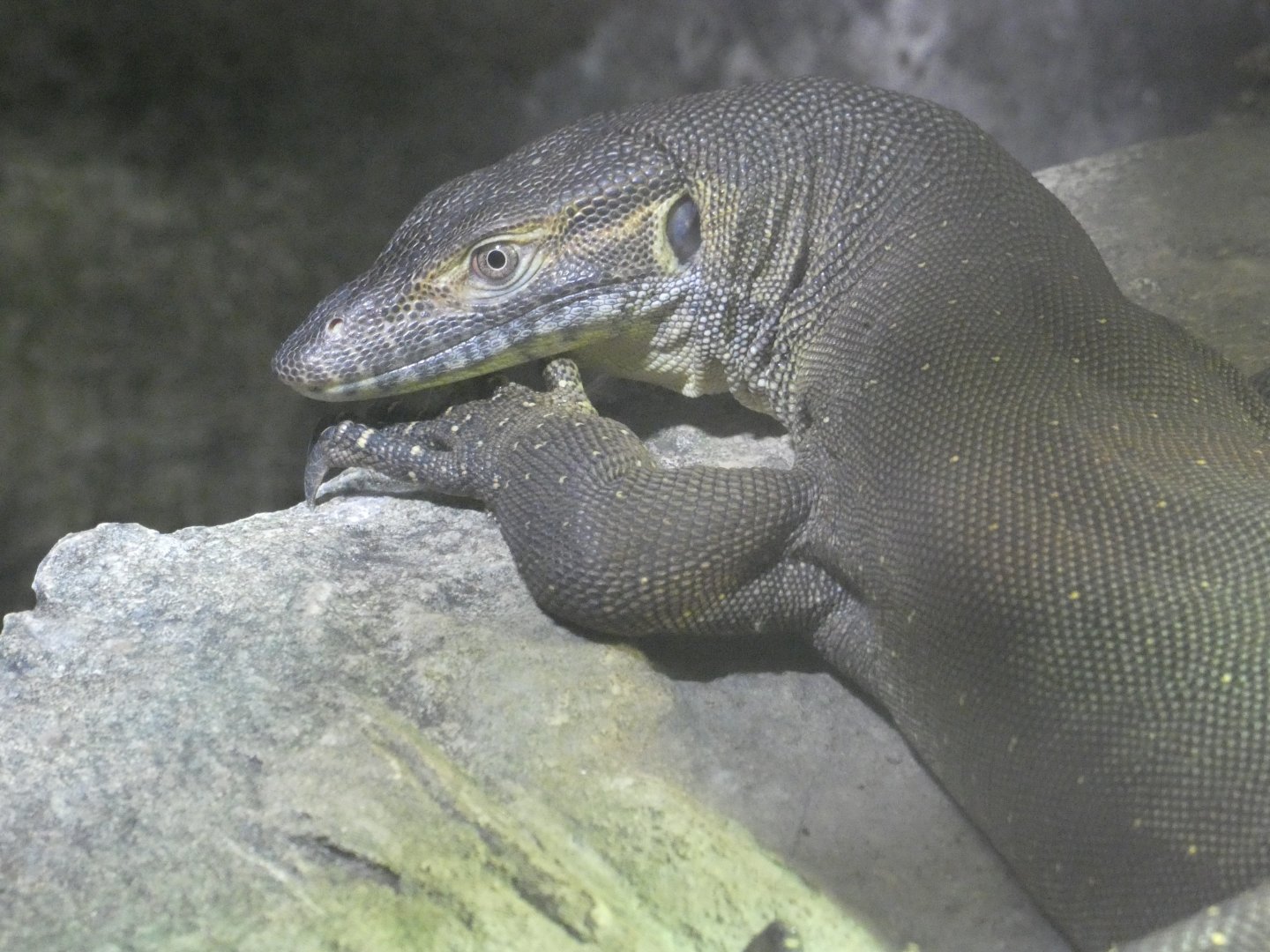 Mertens' water monitor