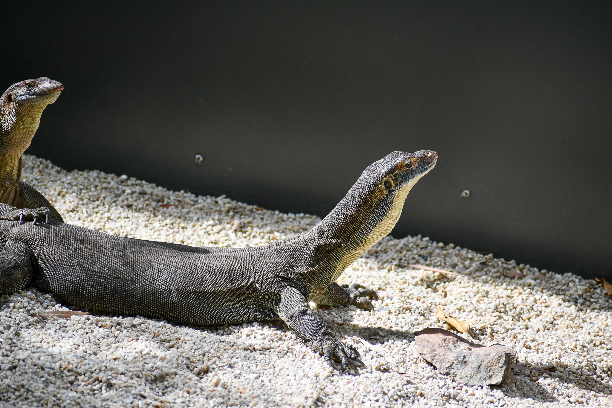Merten's Water Monitor