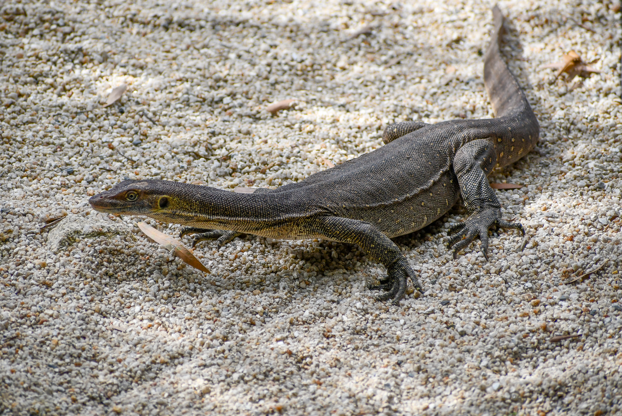Merten's Water Monitor