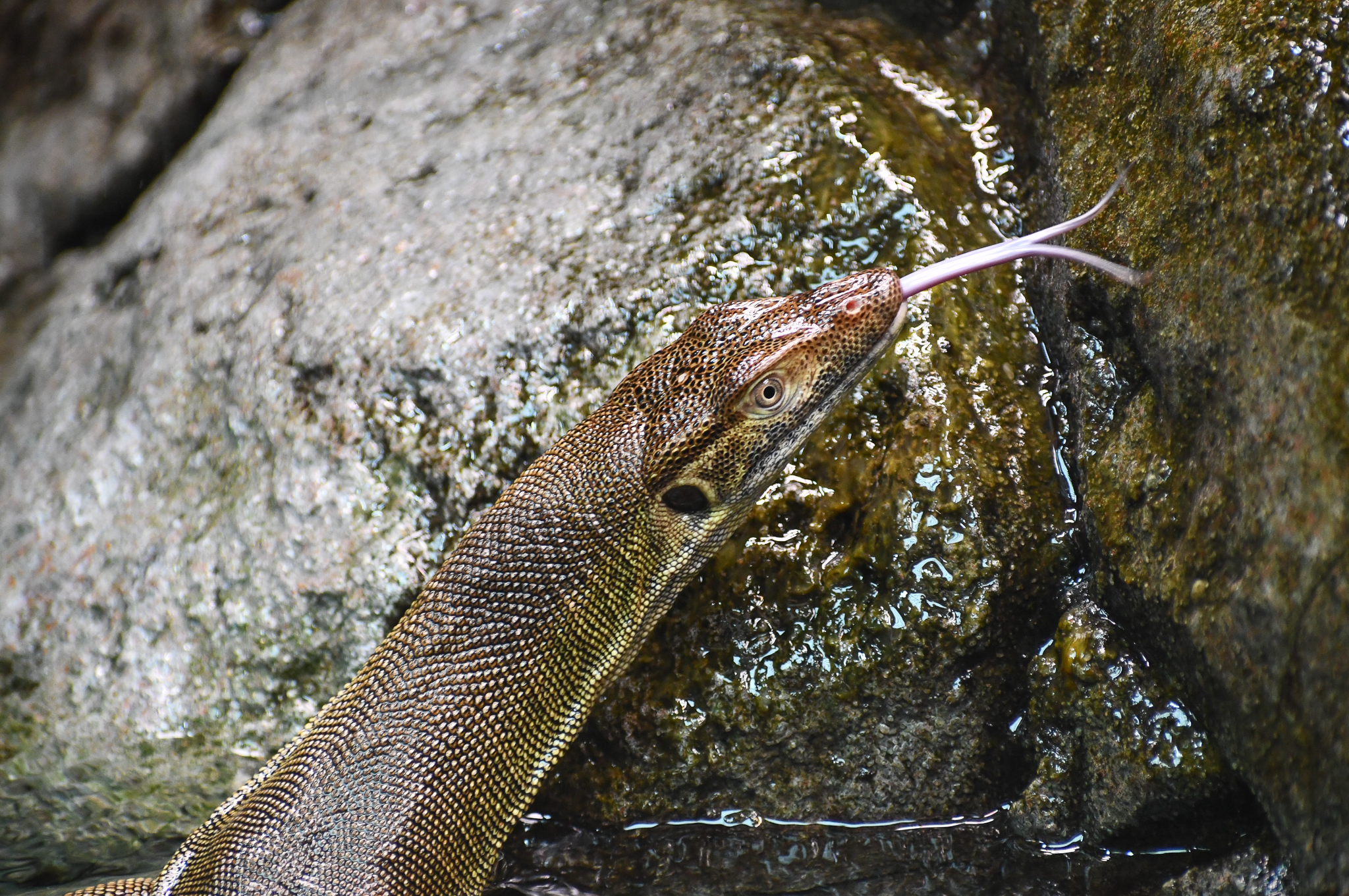 Merten's Water Monitor