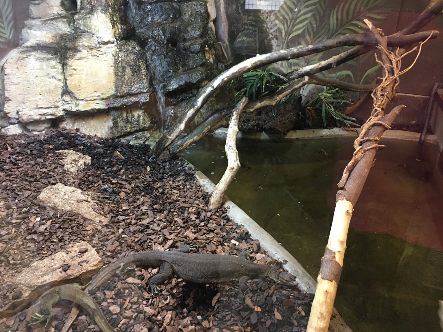 Merten's water monitors 100917