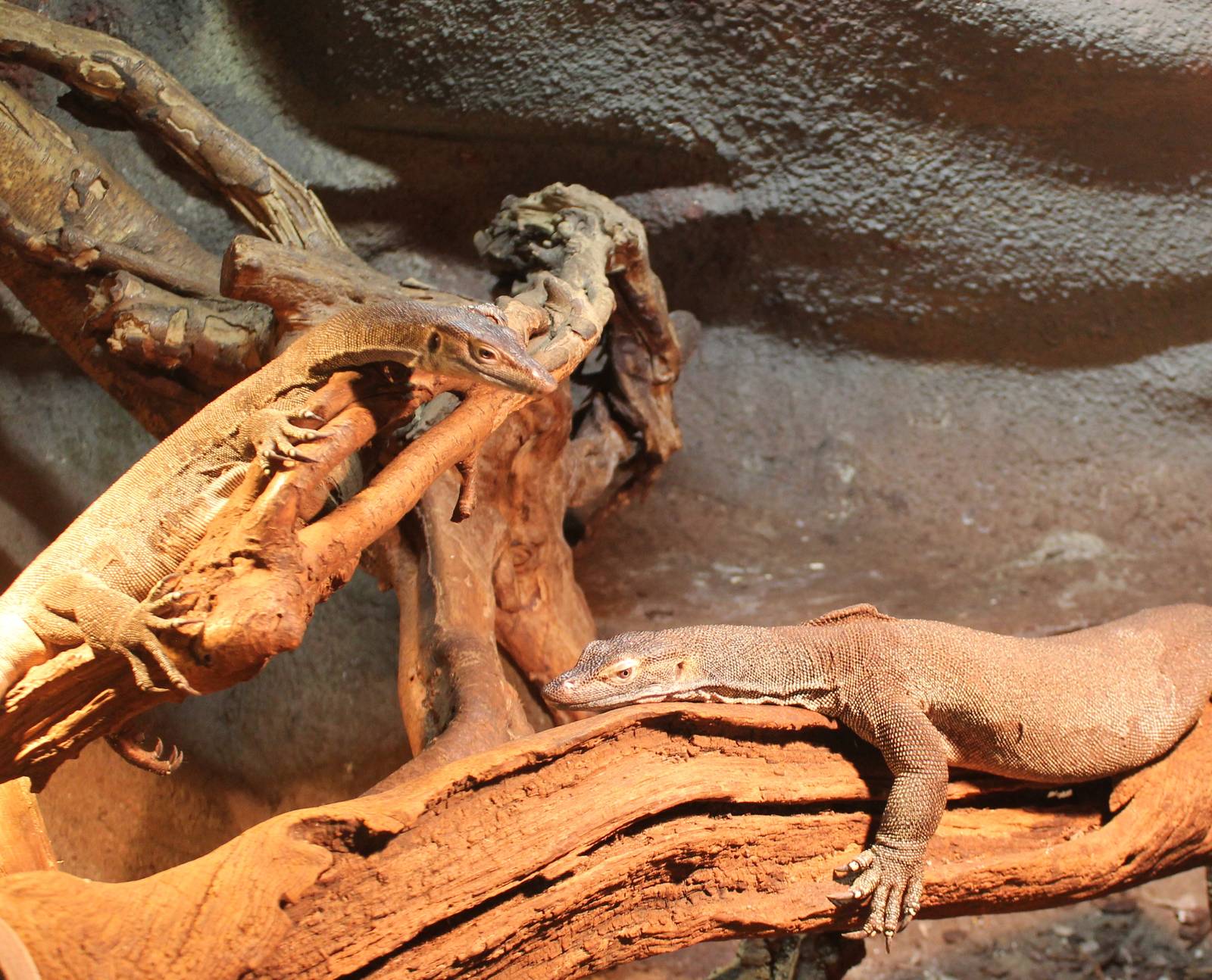 Merten's water monitors